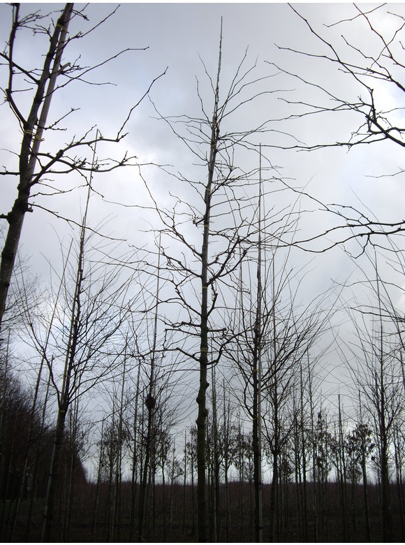 Gelber Lederhülsenbaum - Gleditschie 'Sunburst' | Gleditsia triacanthos 'Sunburst' Gelber Lederhülsenbaum - Gleditschie 'Sunburst' | Gleditsia triacanthos 'Sunburst'
