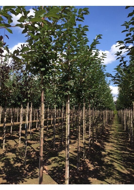 Traubenkirsche ‘Tiefurt’ | Prunus padus ‘Tiefurt’