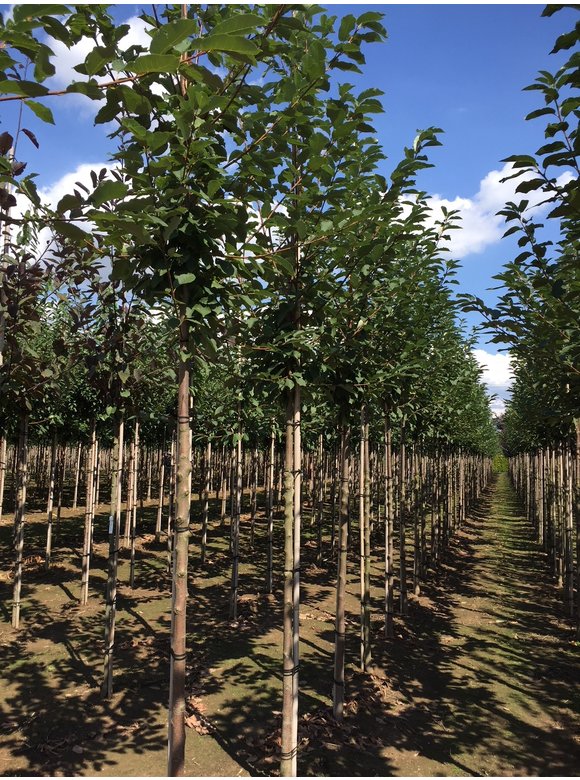 Traubenkirsche ‘Tiefurt’ | Prunus padus ‘Tiefurt’ Traubenkirsche ‘Tiefurt’ | Prunus padus ‘Tiefurt’