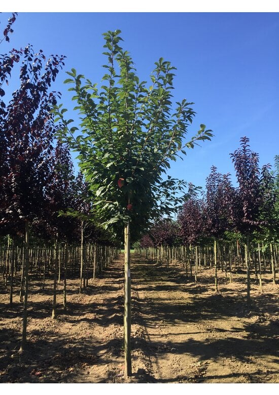 Traubenkirsche ‘Tiefurt’ | Prunus padus ‘Tiefurt’