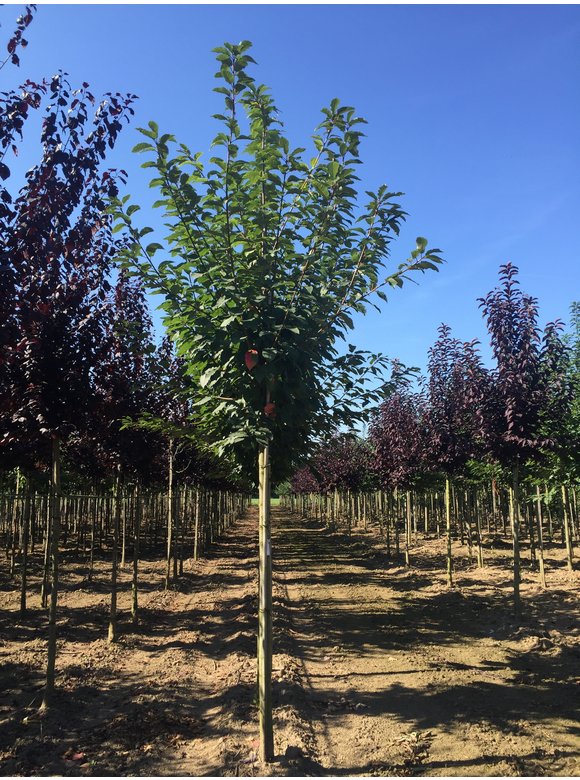 Traubenkirsche ‘Tiefurt’ | Prunus padus ‘Tiefurt’ Traubenkirsche ‘Tiefurt’ | Prunus padus ‘Tiefurt’
