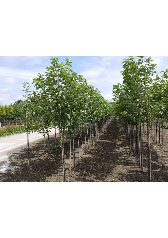 Traubenkirsche ‘Tiefurt’ | Prunus padus ‘Tiefurt’