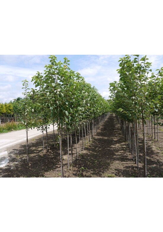 Traubenkirsche ‘Tiefurt’ | Prunus padus ‘Tiefurt’