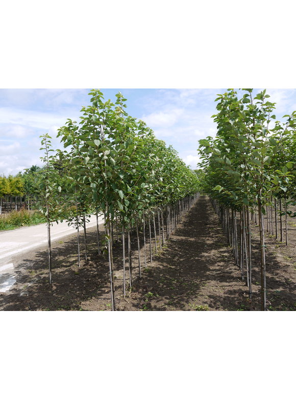 Traubenkirsche ‘Tiefurt’ | Prunus padus ‘Tiefurt’ Traubenkirsche ‘Tiefurt’ | Prunus padus ‘Tiefurt’