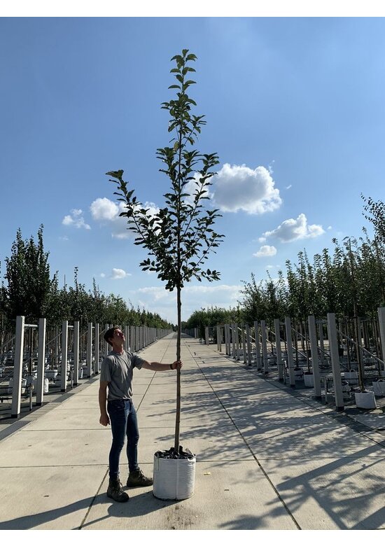 Traubenkirsche ‘Tiefurt’ | Prunus padus ‘Tiefurt’