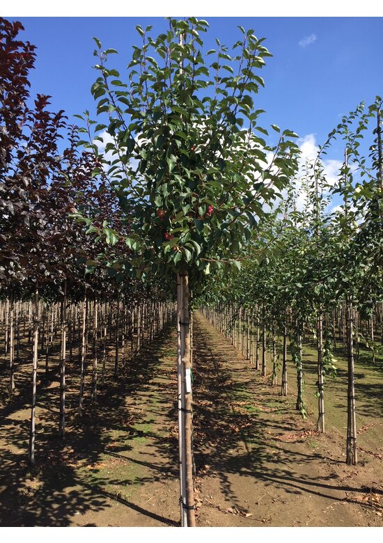 Zierapfel ‘Braendkjaer’ | Malus ‘Braendkjaer’