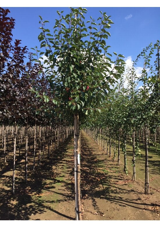 Zierapfel ‘Braendkjaer’ | Malus ‘Braendkjaer’