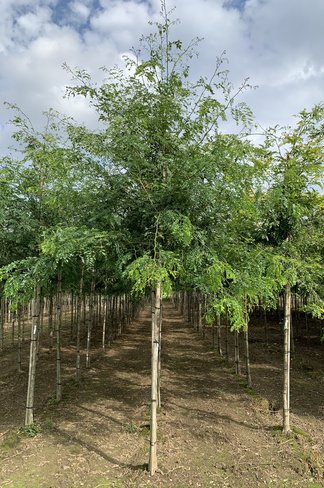 Lederhülsenbaum - Gleditschie 'Street Keeper' | Gleditsia triacanthos 'Street Keeper' Lederhülsenbaum - Gleditschie 'Street Keeper' | Gleditsia triacanthos 'Street Keeper'