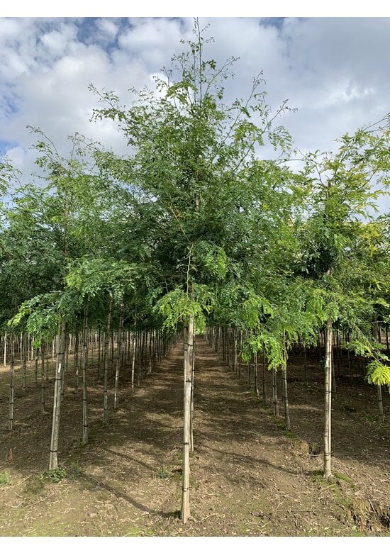 Lederhülsenbaum - Gleditschie 'Street Keeper' | Gleditsia triacanthos 'Street Keeper'