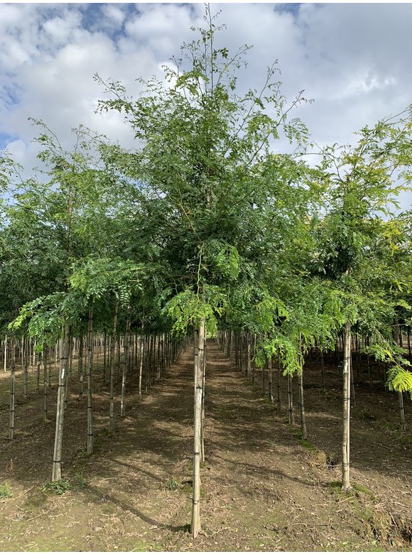 Lederhülsenbaum - Gleditschie 'Street Keeper' | Gleditsia triacanthos 'Street Keeper' Lederhülsenbaum - Gleditschie 'Street Keeper' | Gleditsia triacanthos 'Street Keeper'