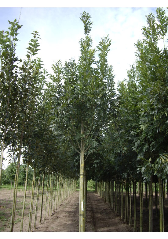 Gemeine Esche 'Altena' | Fraxinus excelsior 'Altena'