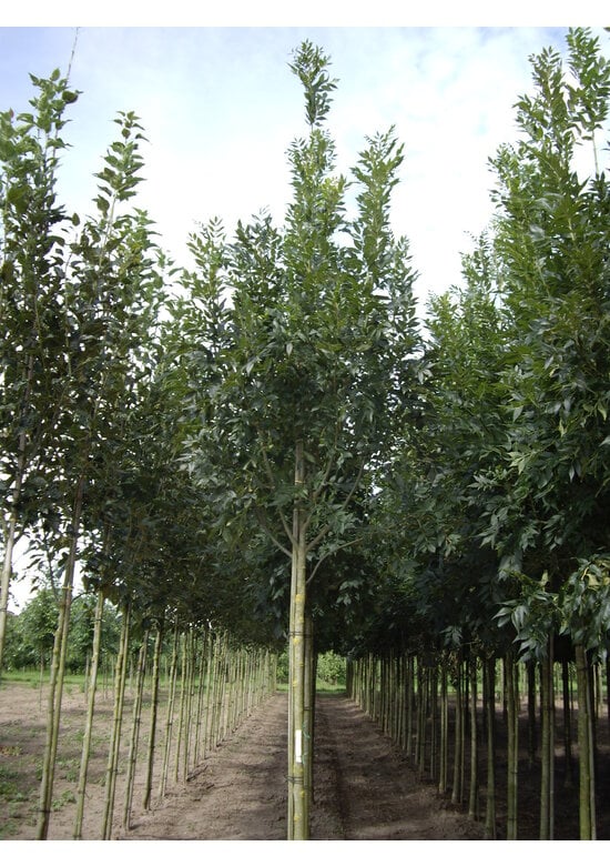 Gemeine Esche 'Altena' | Fraxinus excelsior 'Altena'