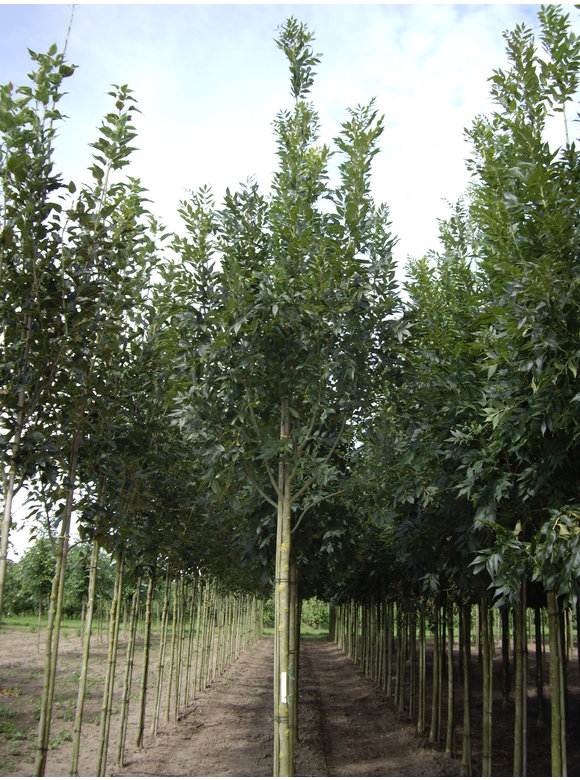 Die Gemeine Esche 'Altena' | Fraxinus excelsior 'Altena' Die Gemeine Esche 'Altena' | Fraxinus excelsior 'Altena'