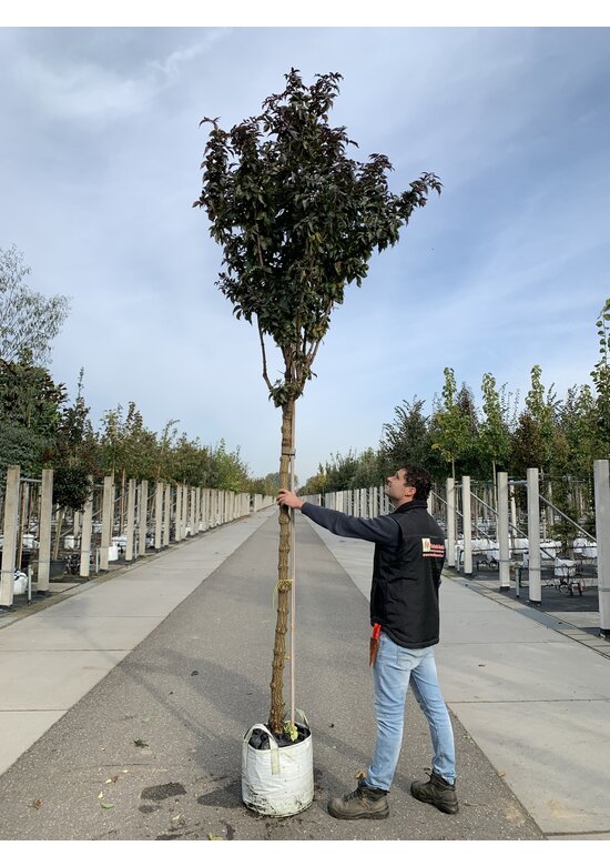 Säulen-Holunder ‘Black Tower’ | Sambucus nigra ‘Black Tower’