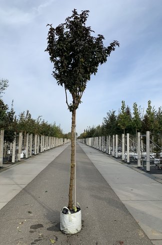 Säulen-Holunder ‘Black Tower’ | Sambucus nigra ‘Black Tower’