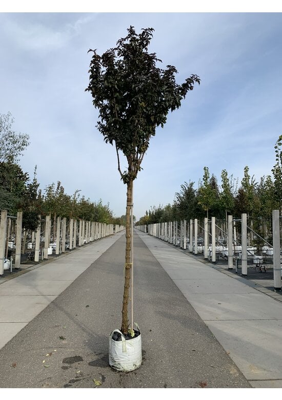 Säulen-Holunder ‘Black Tower’ | Sambucus nigra ‘Black Tower’