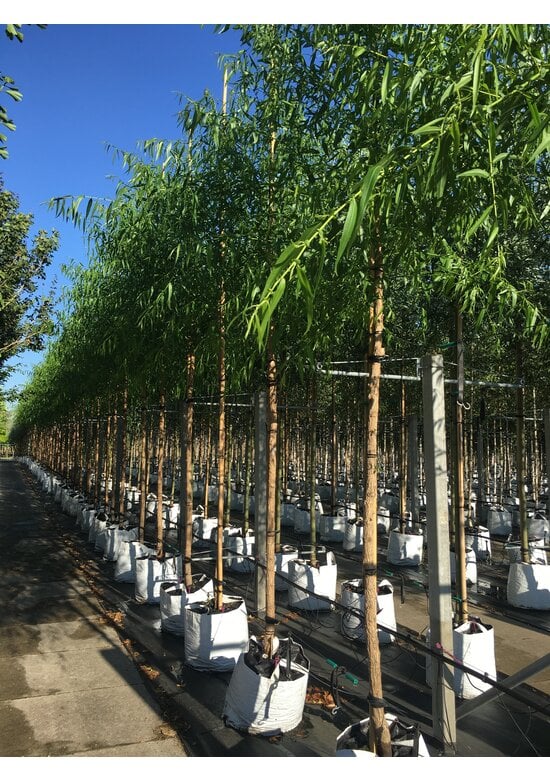 Bruch-Weide | Salix fragilis ‘Bullata’