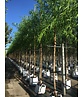 Bruch-Weide | Salix fragilis ‘Bullata’ Bruch-Weide | Salix fragilis ‘Bullata’