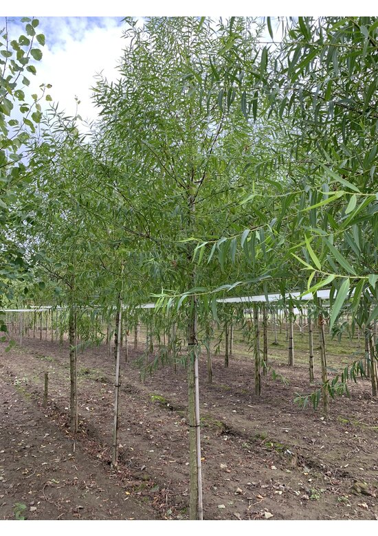 Bruch-Weide | Salix fragilis ‘Bullata’ Bruch-Weide | Salix fragilis ‘Bullata’