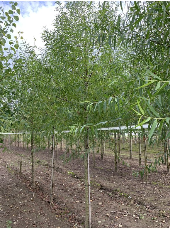 Bruch-Weide | Salix fragilis ‘Bullata’ Bruch-Weide | Salix fragilis ‘Bullata’