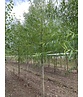 Bruch-Weide | Salix fragilis ‘Bullata’ Bruch-Weide | Salix fragilis ‘Bullata’