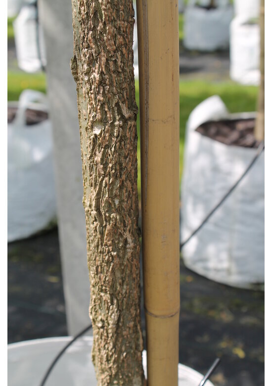 Bruch-Weide | Salix fragilis ‘Bullata’