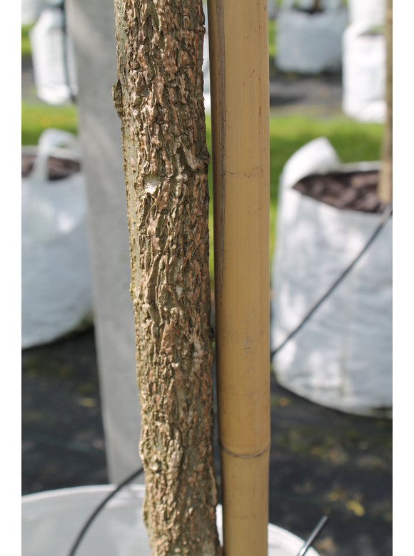 Bruch-Weide | Salix fragilis ‘Bullata’ Bruch-Weide | Salix fragilis ‘Bullata’
