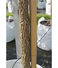 Bruch-Weide | Salix fragilis ‘Bullata’ Bruch-Weide | Salix fragilis ‘Bullata’