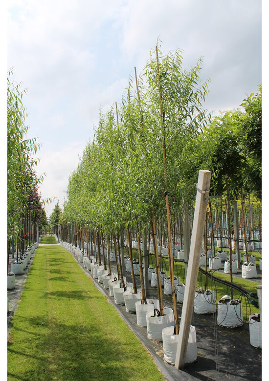 Bruch-Weide | Salix fragilis ‘Bullata’