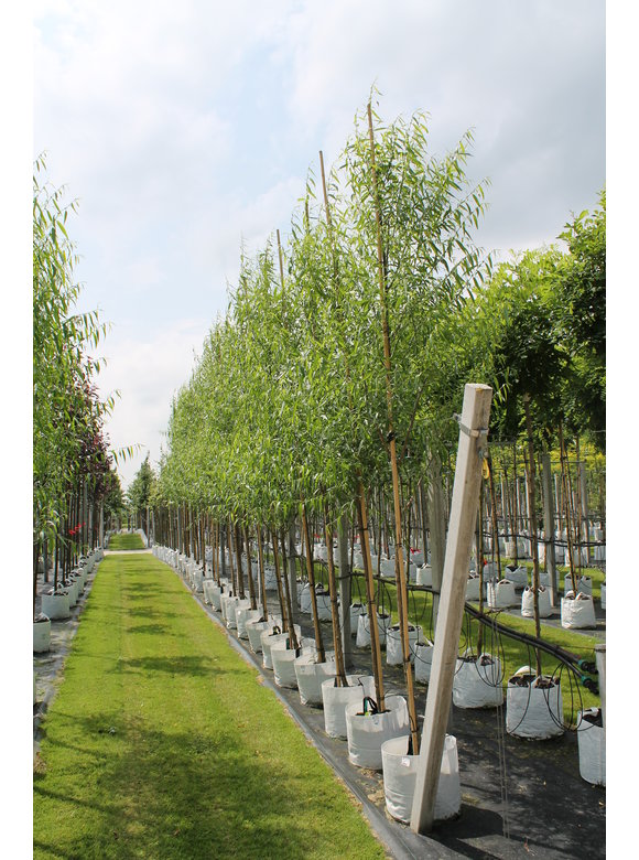 Bruch-Weide | Salix fragilis ‘Bullata’ Bruch-Weide | Salix fragilis ‘Bullata’