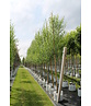 Bruch-Weide | Salix fragilis ‘Bullata’ Bruch-Weide | Salix fragilis ‘Bullata’