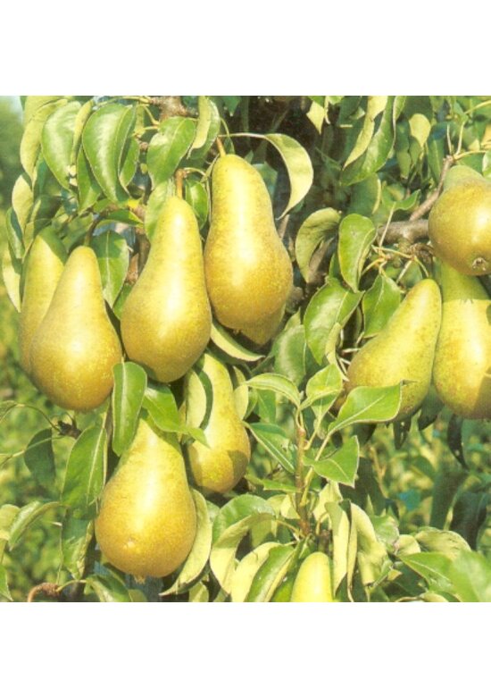 Birnenbaum 'Conference' | Pyrus communis 'Conference'