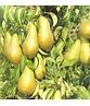Birnenbaum 'Conference' | Pyrus communis 'Conference'