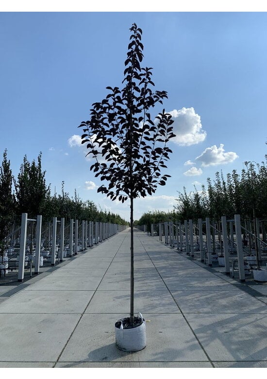 Rote Traubenkirsche ‘Canada Red’ | Prunus virginiana ‘Canada Red’