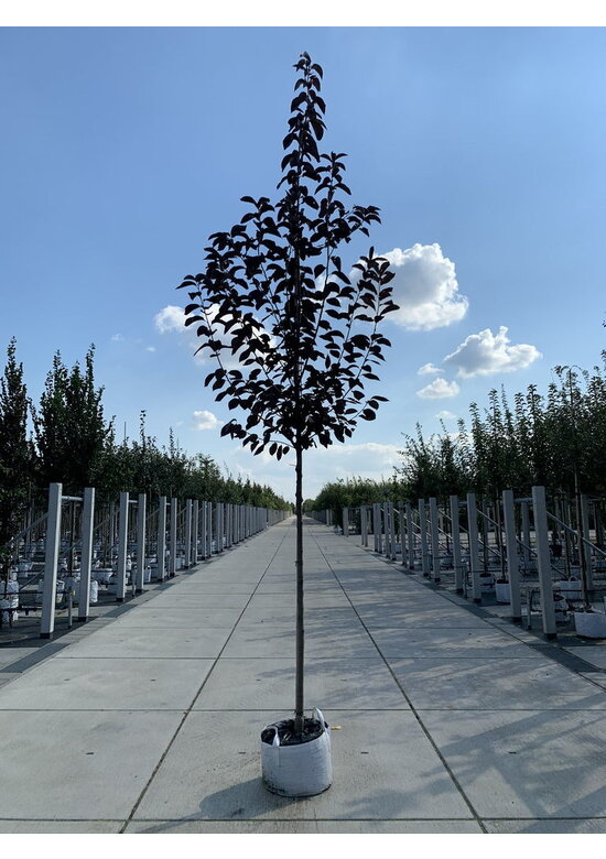 Rote Traubenkirsche ‘Canada Red’ | Prunus virginiana ‘Canada Red’