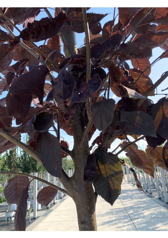 Rote Traubenkirsche ‘Canada Red’ | Prunus virginiana ‘Canada Red’