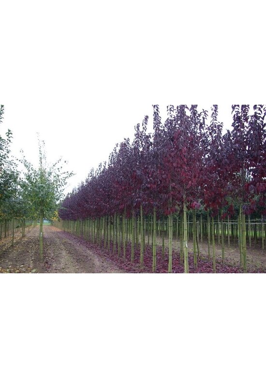 Rote Traubenkirsche ‘Canada Red’ | Prunus virginiana ‘Canada Red’
