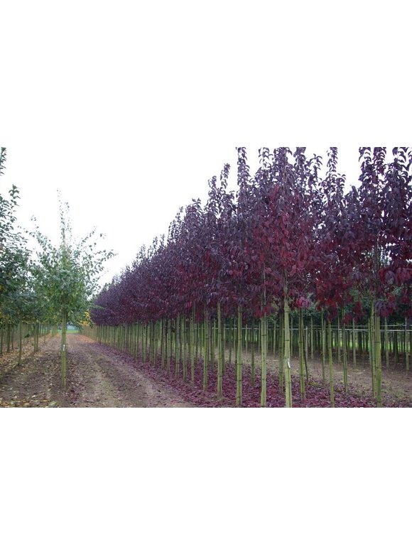 Rote Traubenkirsche ‘Canada Red’ | Prunus virginiana ‘Canada Red’ Rote Traubenkirsche ‘Canada Red’ | Prunus virginiana ‘Canada Red’