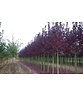 Rote Traubenkirsche ‘Canada Red’ | Prunus virginiana ‘Canada Red’