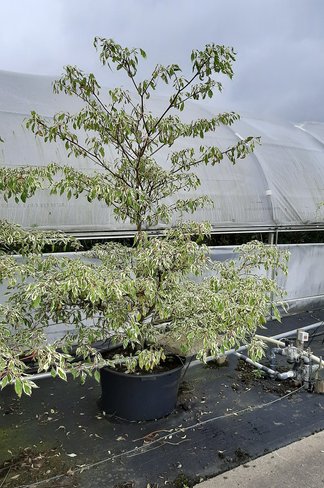 Hoher Weißbunter Etagen-Hartriegel 'Variegata' - Mehrstämmig | Cornus controversa 'Variegata'