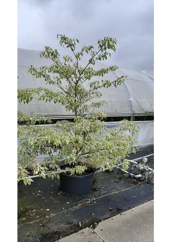 Etagenhartriegel 'Variegata' - Mehrstämmig | Cornus controversa 'Variegata'