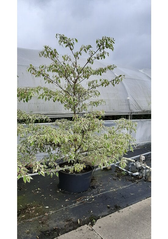 Etagenhartriegel 'Variegata' - Mehrstämmig | Cornus controversa 'Variegata'