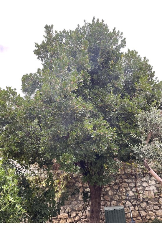 Erdbeerbaum | Arbutus unedo