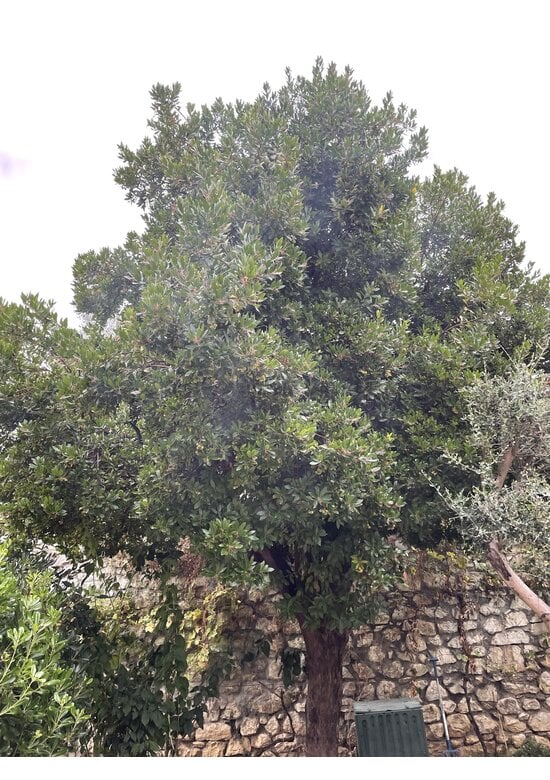 Erdbeerbaum | Arbutus unedo