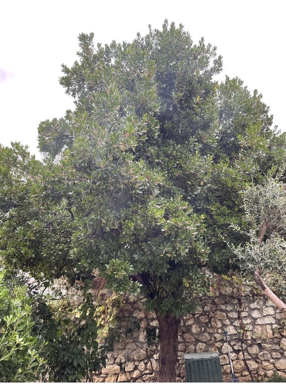 Erdbeerbaum - Westlicher Erdbeerbaum | Arbutus unedo Erdbeerbaum - Westlicher Erdbeerbaum | Arbutus unedo