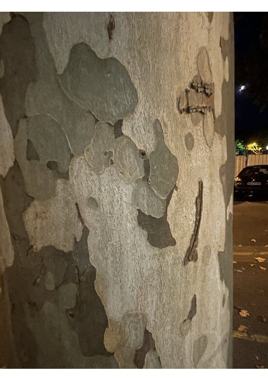 Ahornblättrige Platane | Platanus hispanica