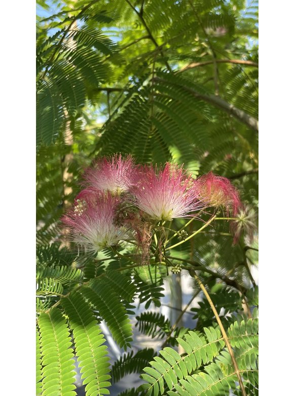 Seidenbaum - Schlafbaum - Seidenakazie | Albizia julibrissin Seidenbaum - Schlafbaum - Seidenakazie | Albizia julibrissin