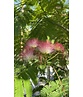 Seidenbaum | Albizia julibrissin Seidenbaum | Albizia julibrissin