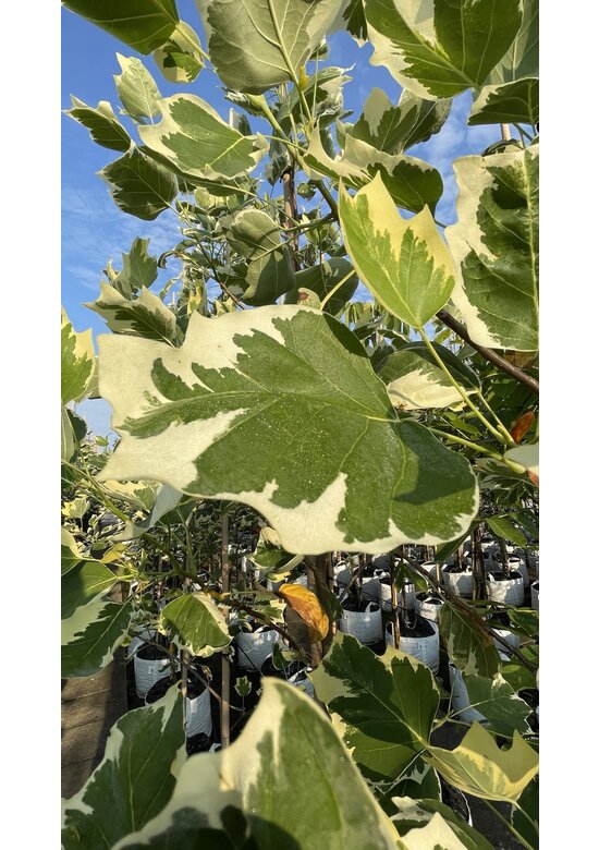 Goldgelber Tulpenbaum 'Aureomarginatum' | Liriodendron tulipifera 'Aureomarginatum'