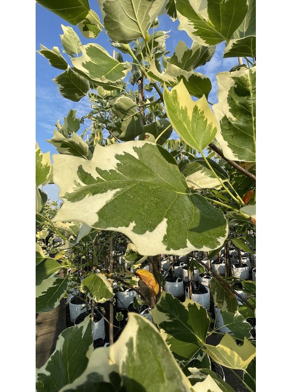Goldgelber Tulpenbaum 'Aureomarginatum' | Liriodendron tulipifera 'Aureomarginatum' Goldgelber Tulpenbaum 'Aureomarginatum' | Liriodendron tulipifera 'Aureomarginatum'